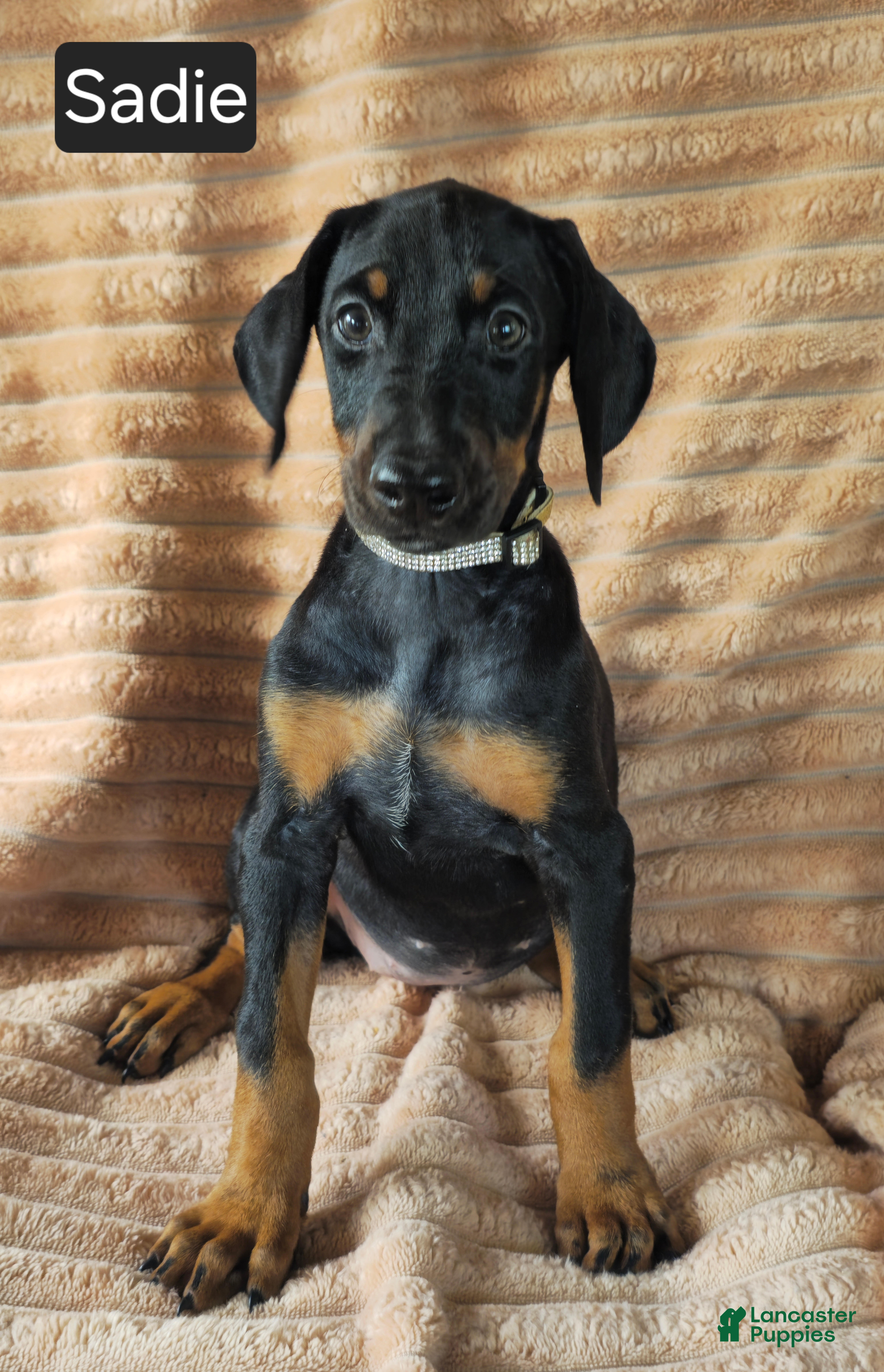 Doberman Pinscher dogs Sadie - Ad 1