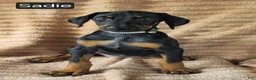Doberman Pinscher dogs for sale: Sadie - Ad 1
