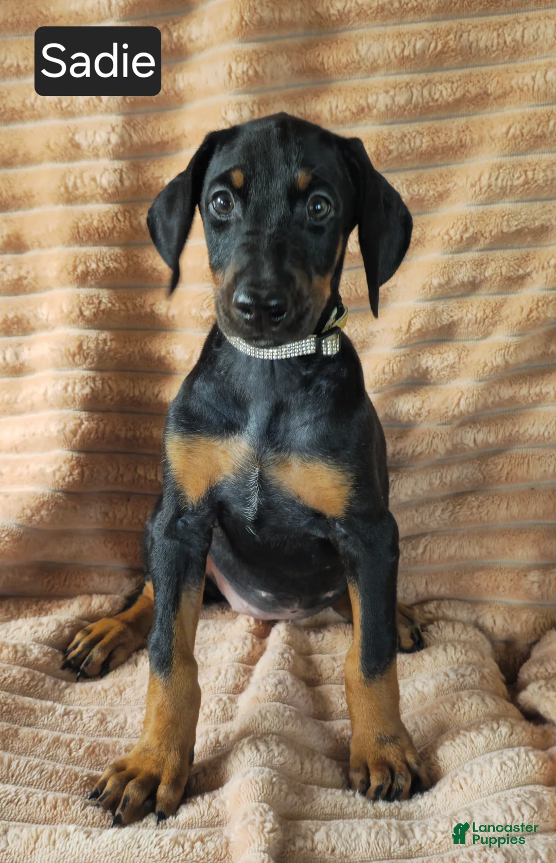 Doberman Pinscher dogs for sale: Sadie - Ad 1