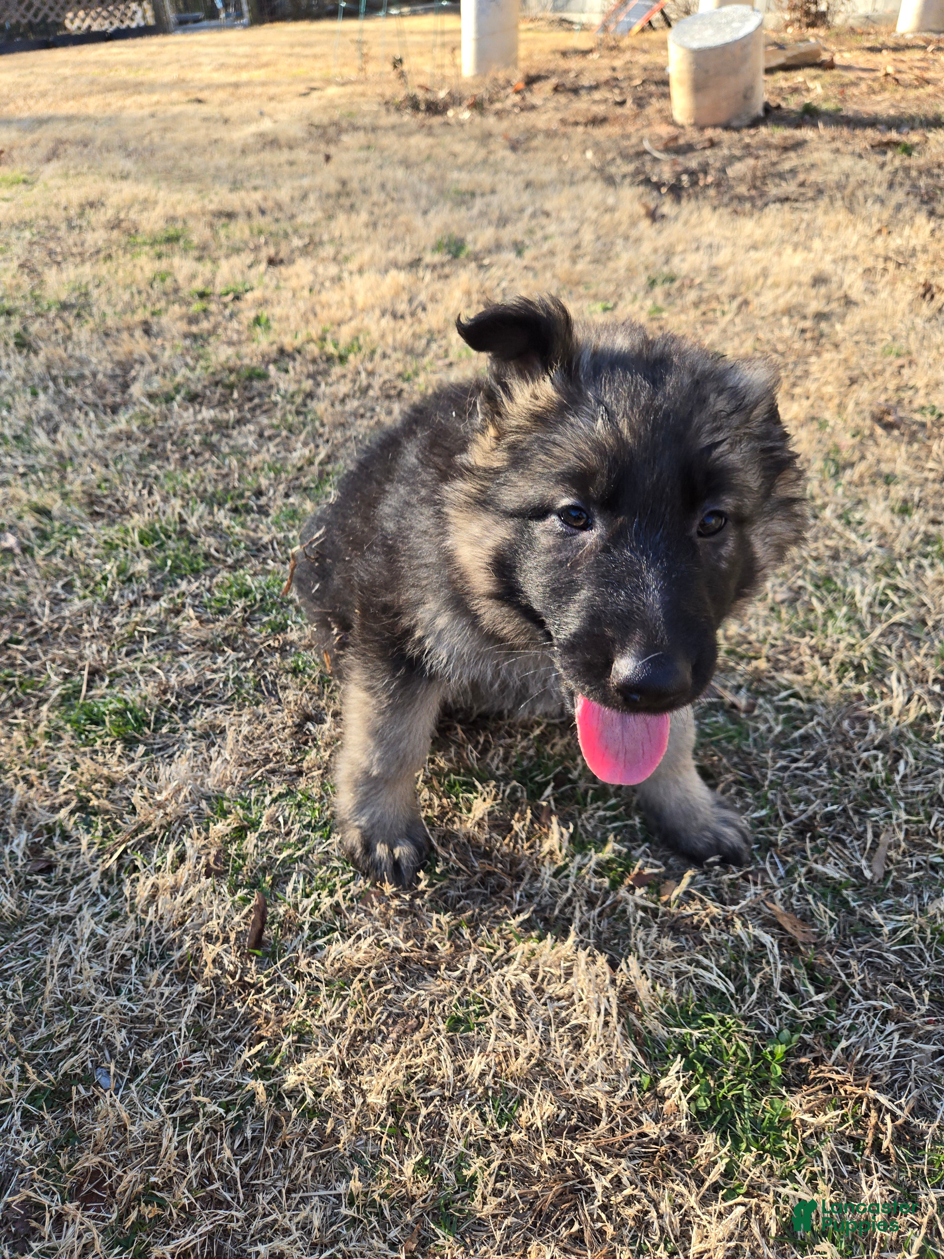 German Shepherd dogs German Shepherd Puppy 3 - Ad 35