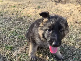 German Shepherd dogs German Shepherd Puppy 3 - Ad 35