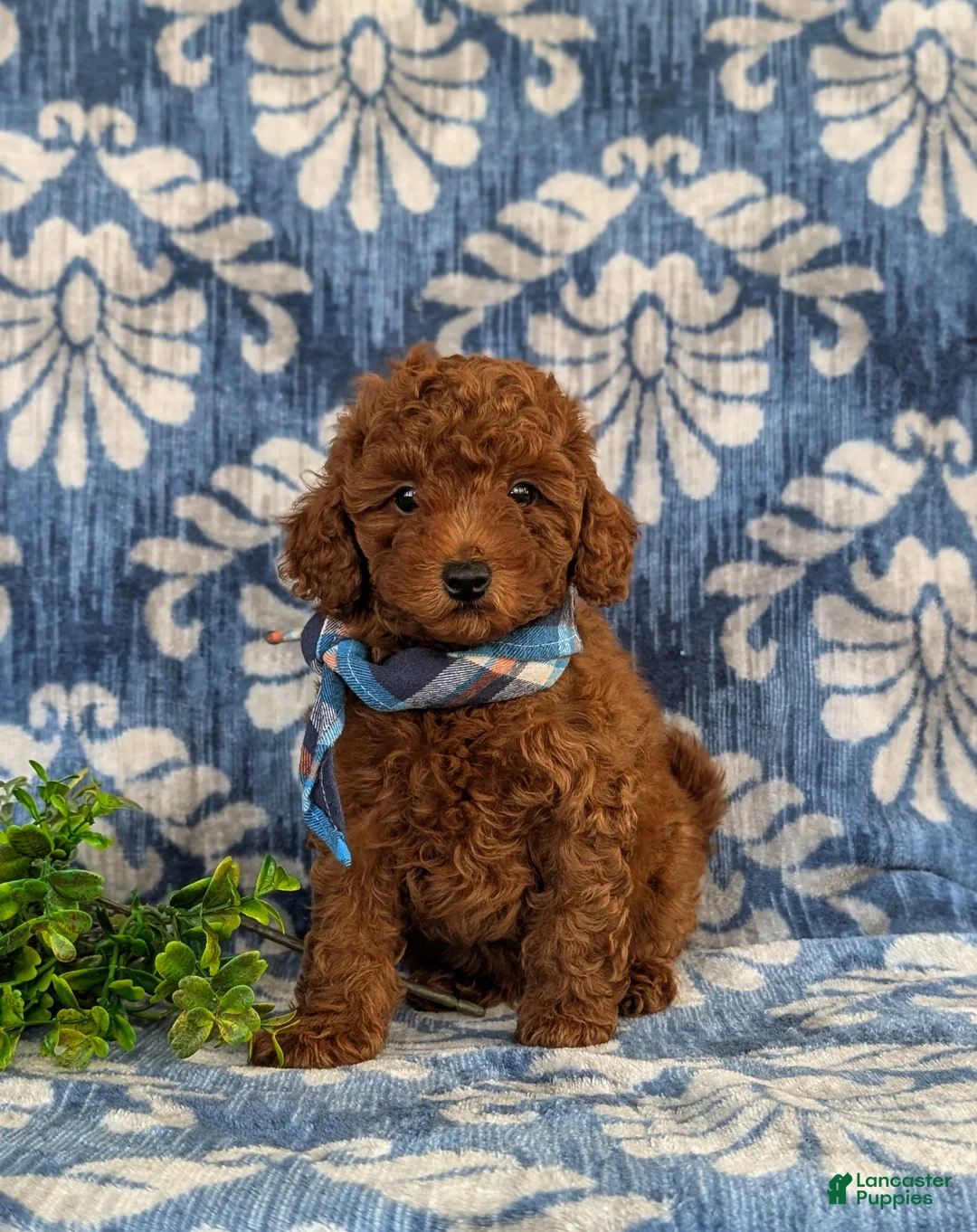 Toy Poodle dogs for sale: Sherman 9 lbs Full Grown - Ad 1