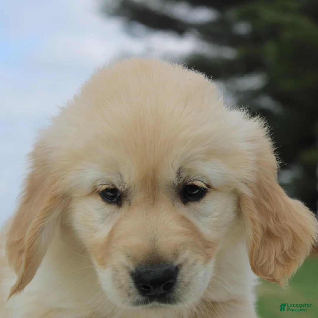 Golden Retriever dogs for sale: Nolan the TRAINED Golden Retriever Puppy  - Ad 2