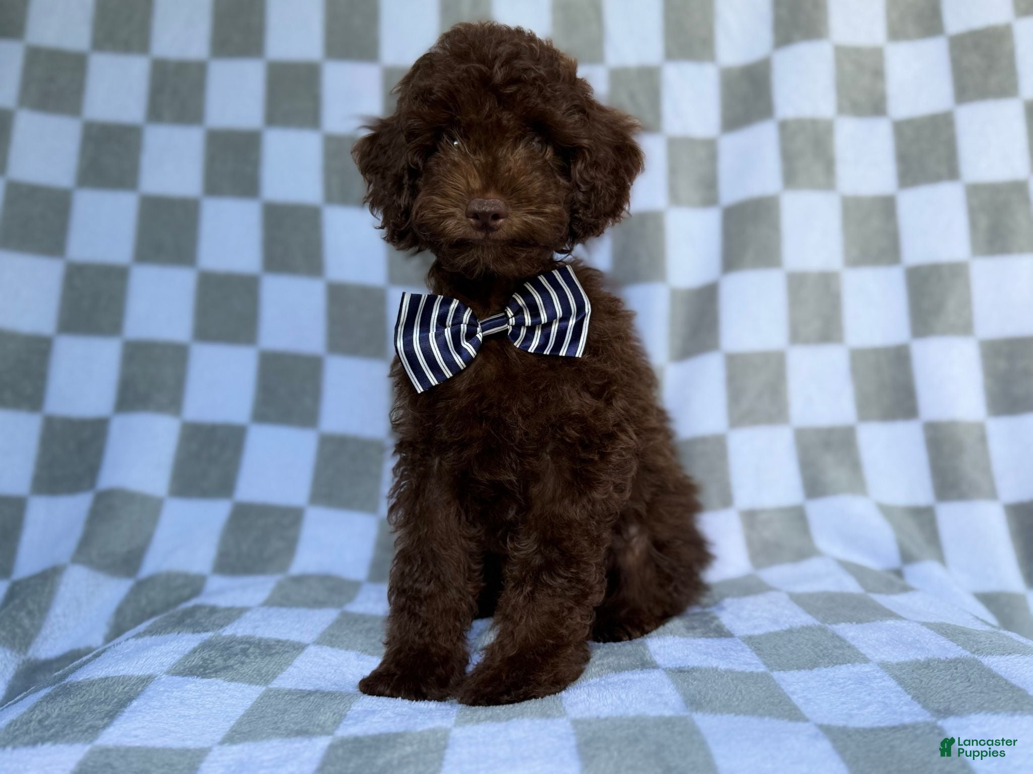 Cavapoo dogs Captain - Ad 3