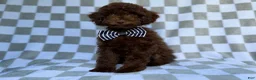 Cavapoo dogs for sale: Captain - Ad 1