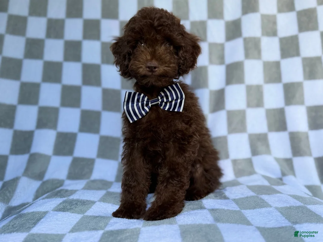 Cavapoo dogs for sale: Captain - Ad 1