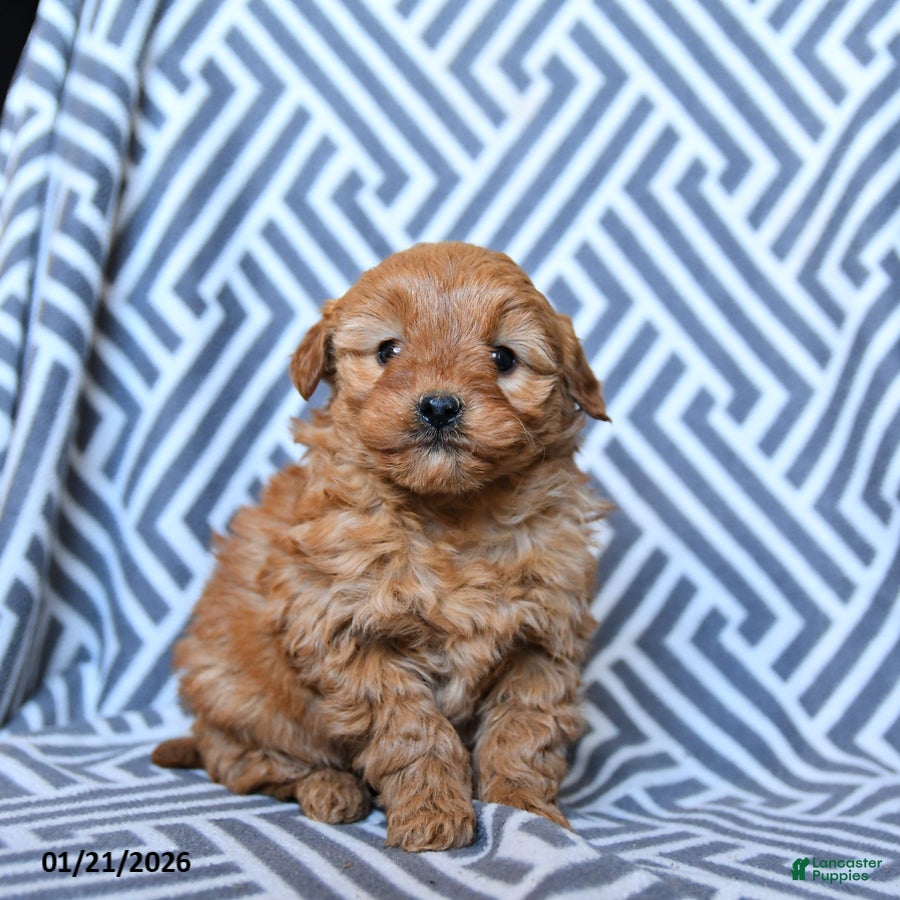 Mini Goldendoodle dogs for sale: Laffy Taffy - Ad 2