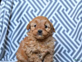 Mini Goldendoodle dogs Laffy Taffy - Ad 27