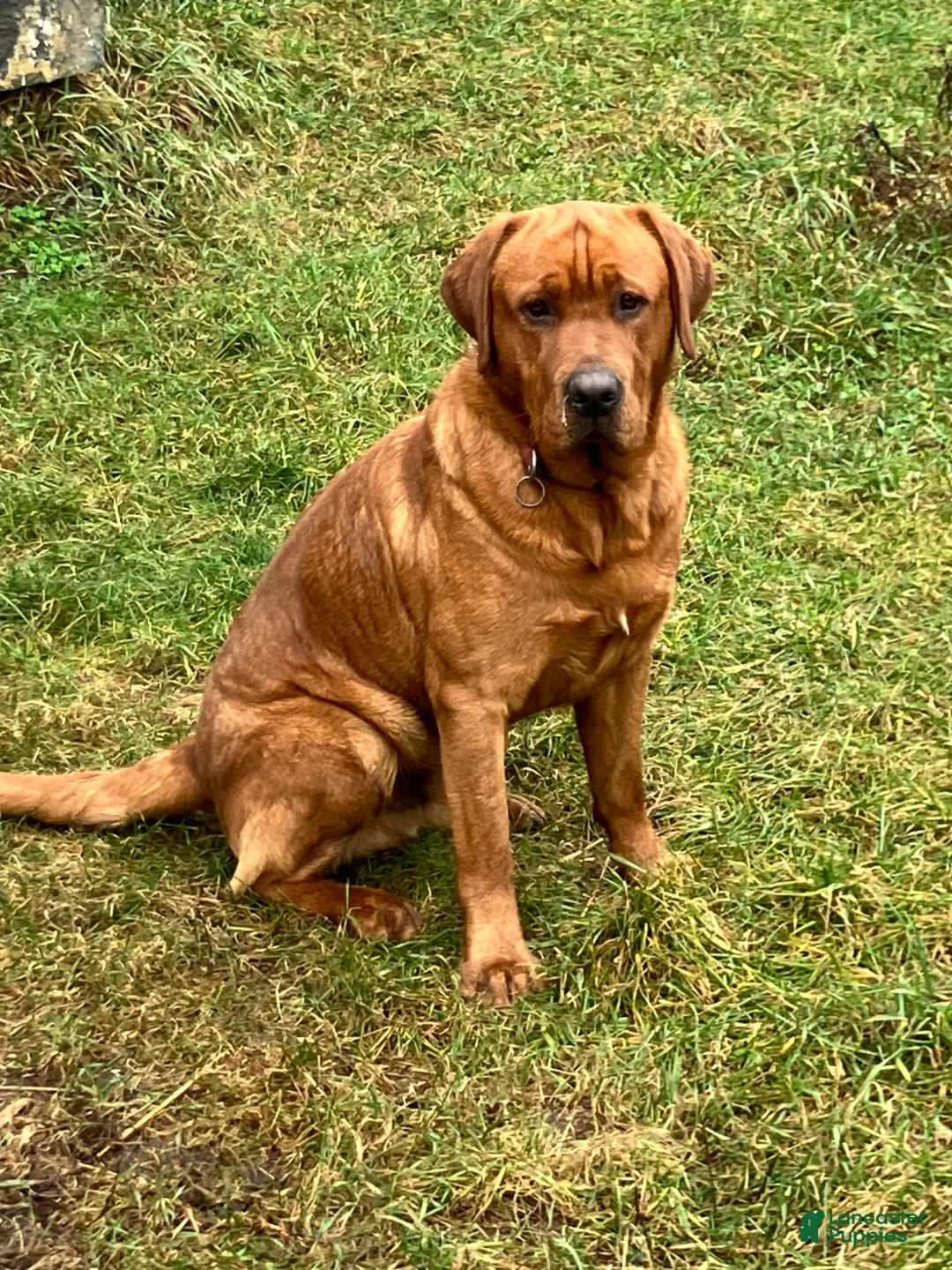 Labrador Retriever dogs for sale: Maya - Ad 5