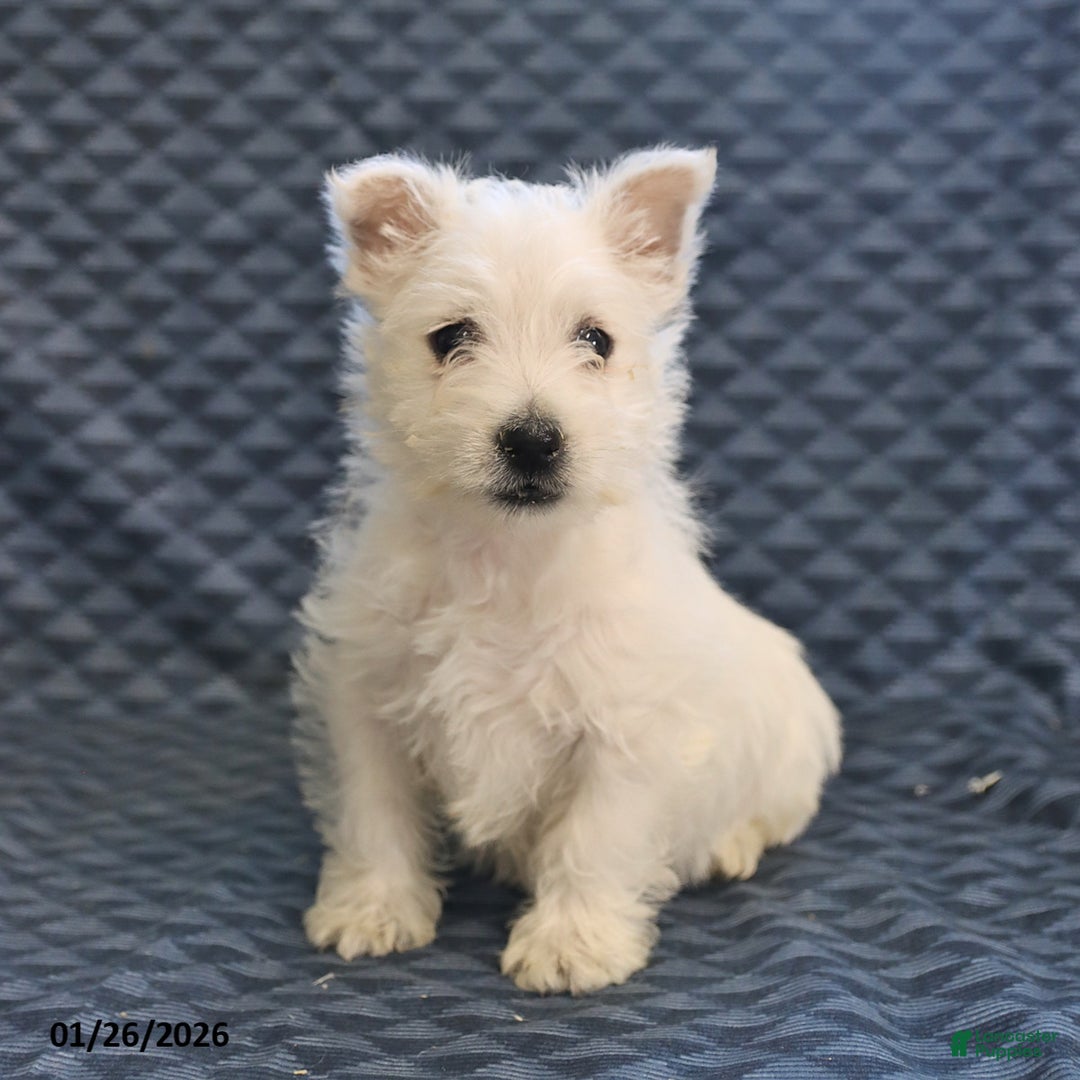 West Highland Terrier dogs for sale: Harold - Ad 3
