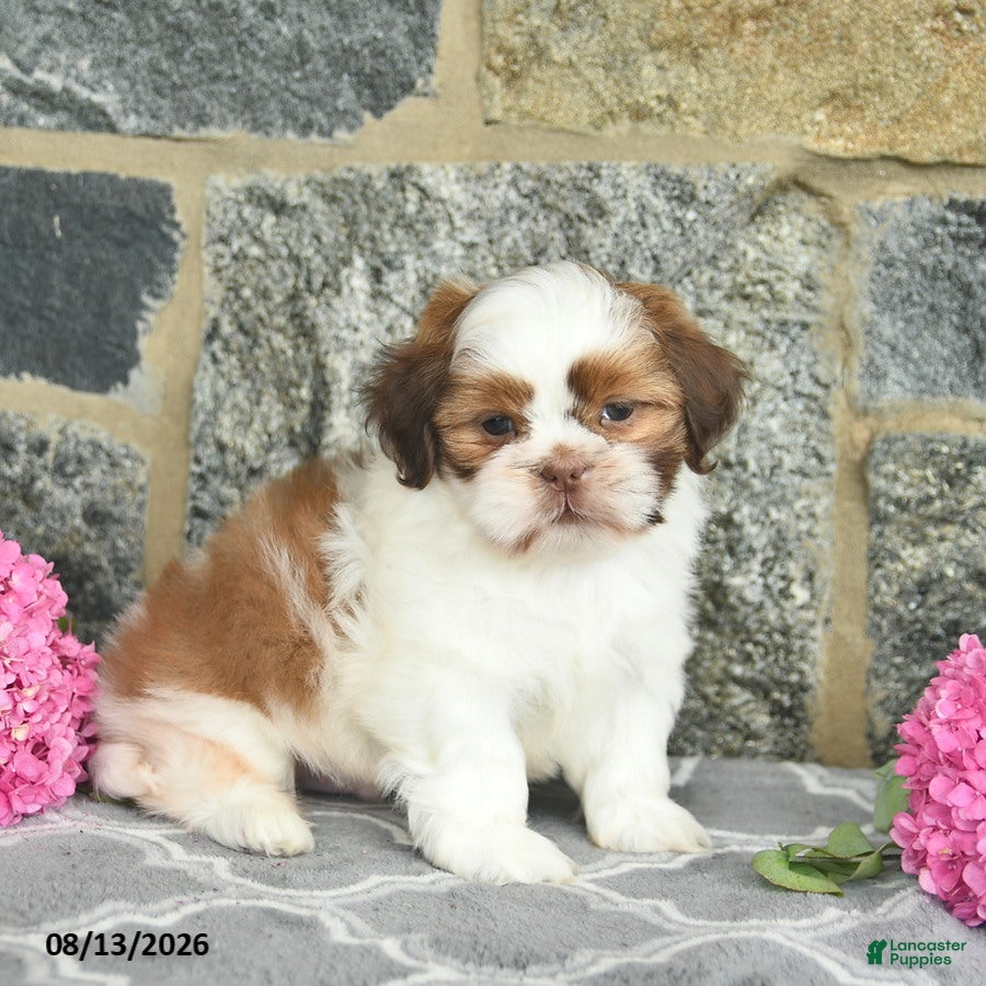 Shih Tzu dogs Harper  - Ad 2