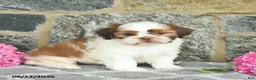 Shih Tzu dogs for sale: Harper  - Ad 2