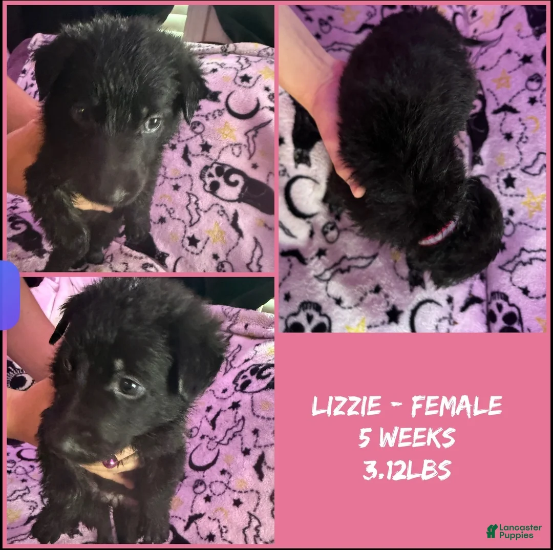 German Shepherd dogs for sale: German Shepherd 7 - Ad 1