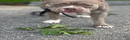 American Bully dogs for sale: American Bully 1 - Ad 14