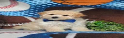 Maltipoo dogs for sale: Wendell - Ad 3