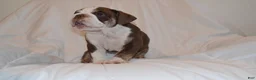 English Bulldog dogs for sale: Bully (Chocolate Trindle) - Ad 5