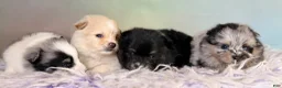 Pomeranian dogs for sale: Tilly - Ad 9