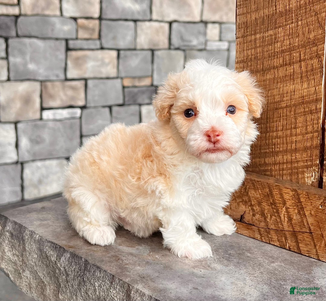 Havanese dogs for sale: Ralph - Ad 3