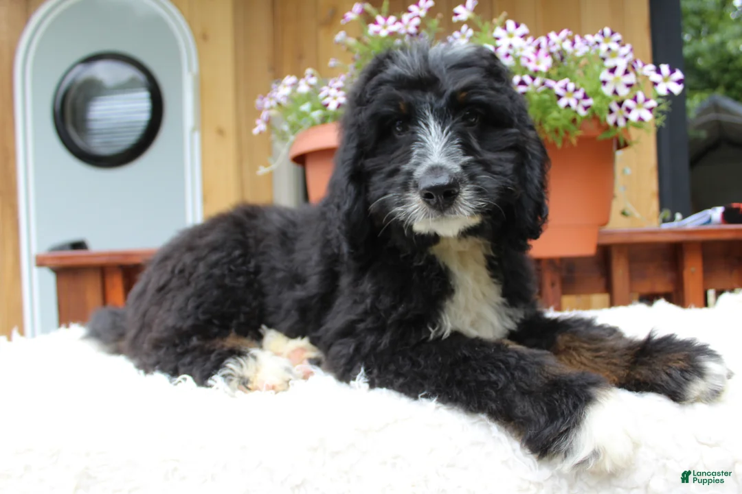 Bernedoodle dogs for sale: Myles - Ad 2