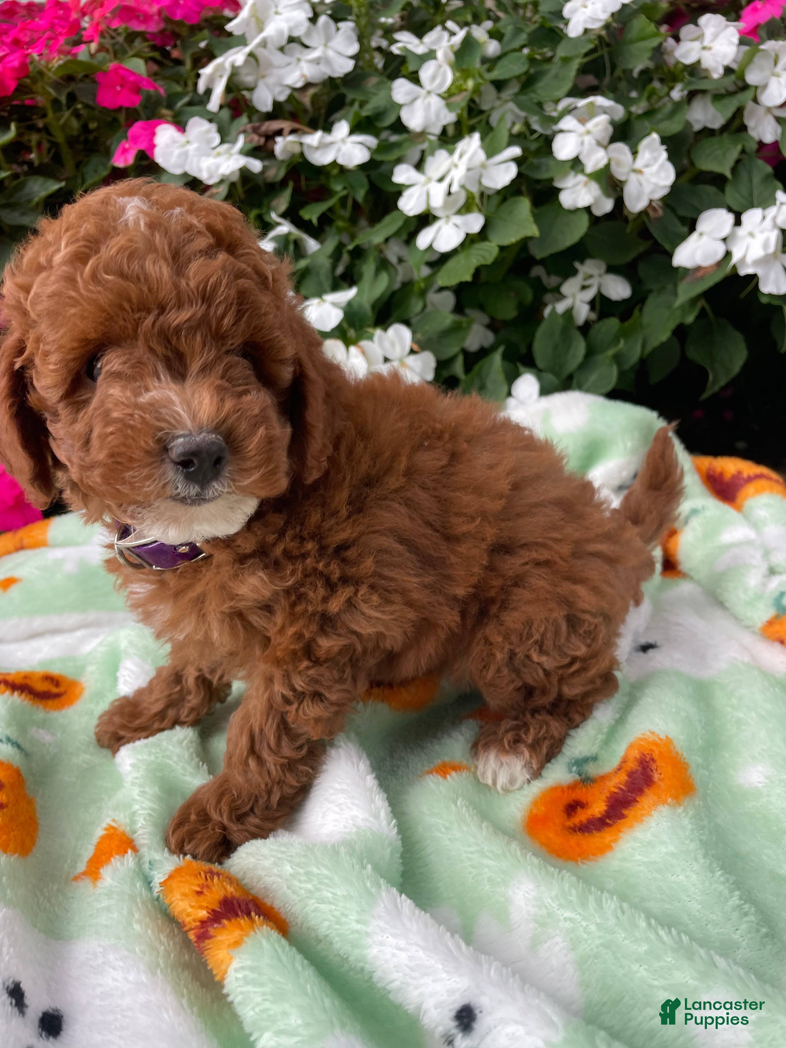 Toy Poodle dogs Cooper - Ad 2