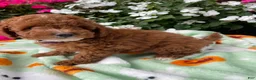Toy Poodle dogs for sale: Cooper - Ad 2