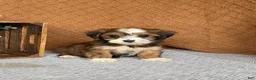 Havanese dogs for sale: Avery - Ad 6