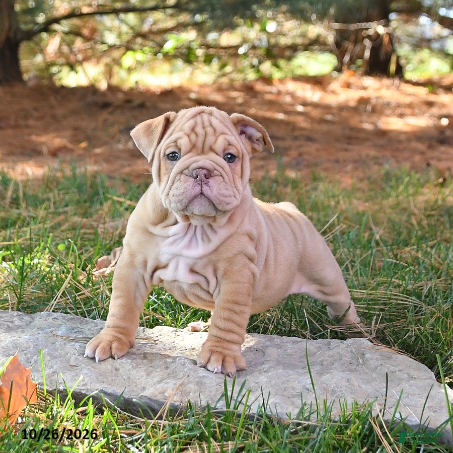English Bulldog dogs for sale: Fern - Ad 1