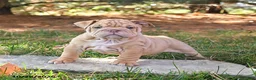 English Bulldog dogs for sale: Fern - Ad 1