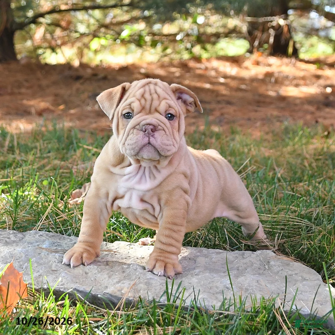 English Bulldog dogs for sale: Fern - Ad 1