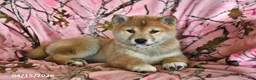 Shiba Inu dogs for sale: Riley Jake - Ad 3