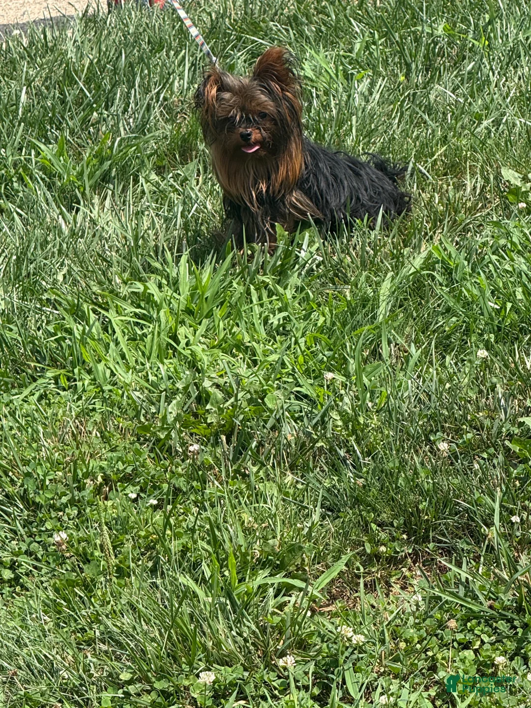 Yorkshire Terrier dogs for sale: TEACUP NEMO - Ad 1