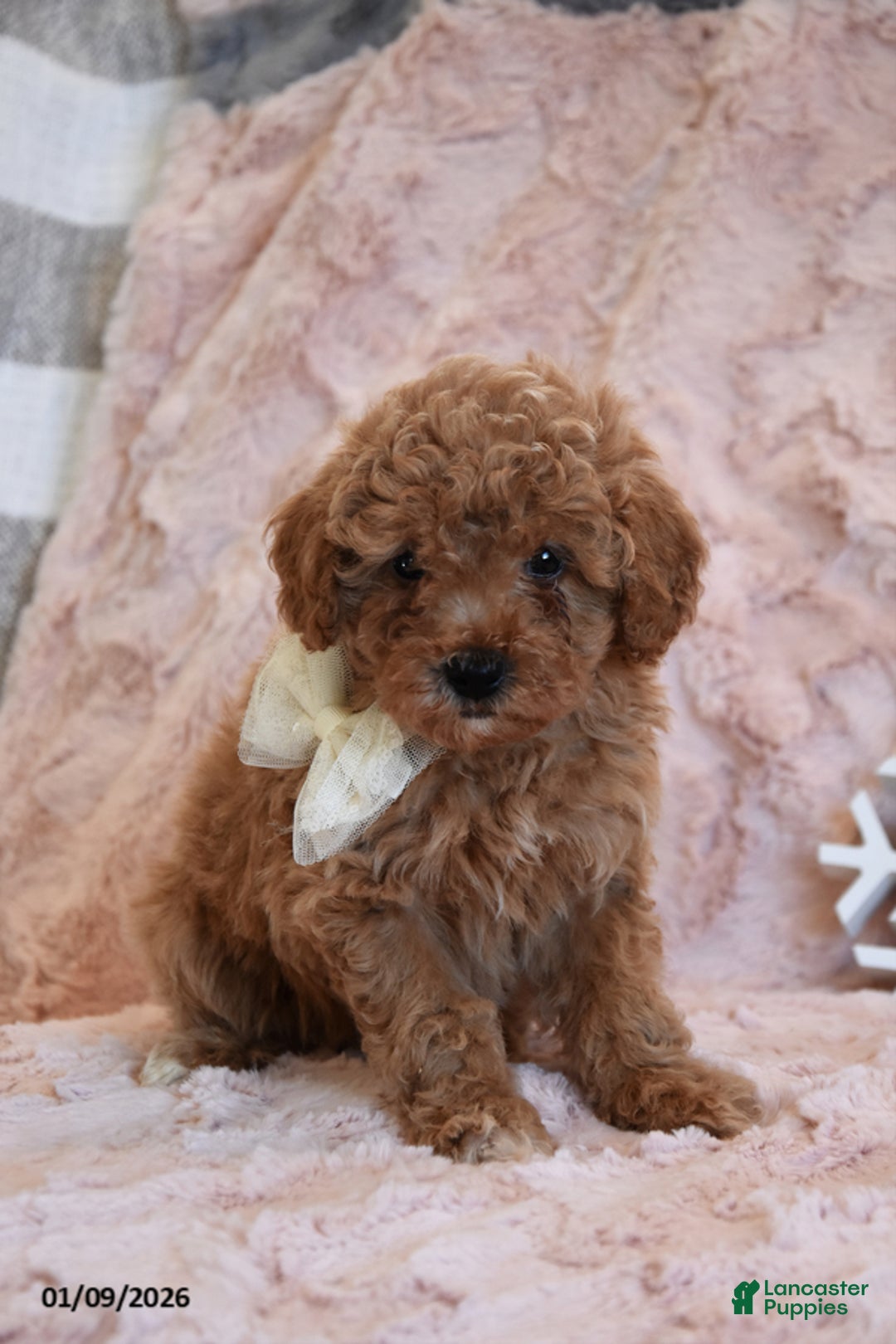 Mini Goldendoodle dogs for sale: Daisey - Ad 2