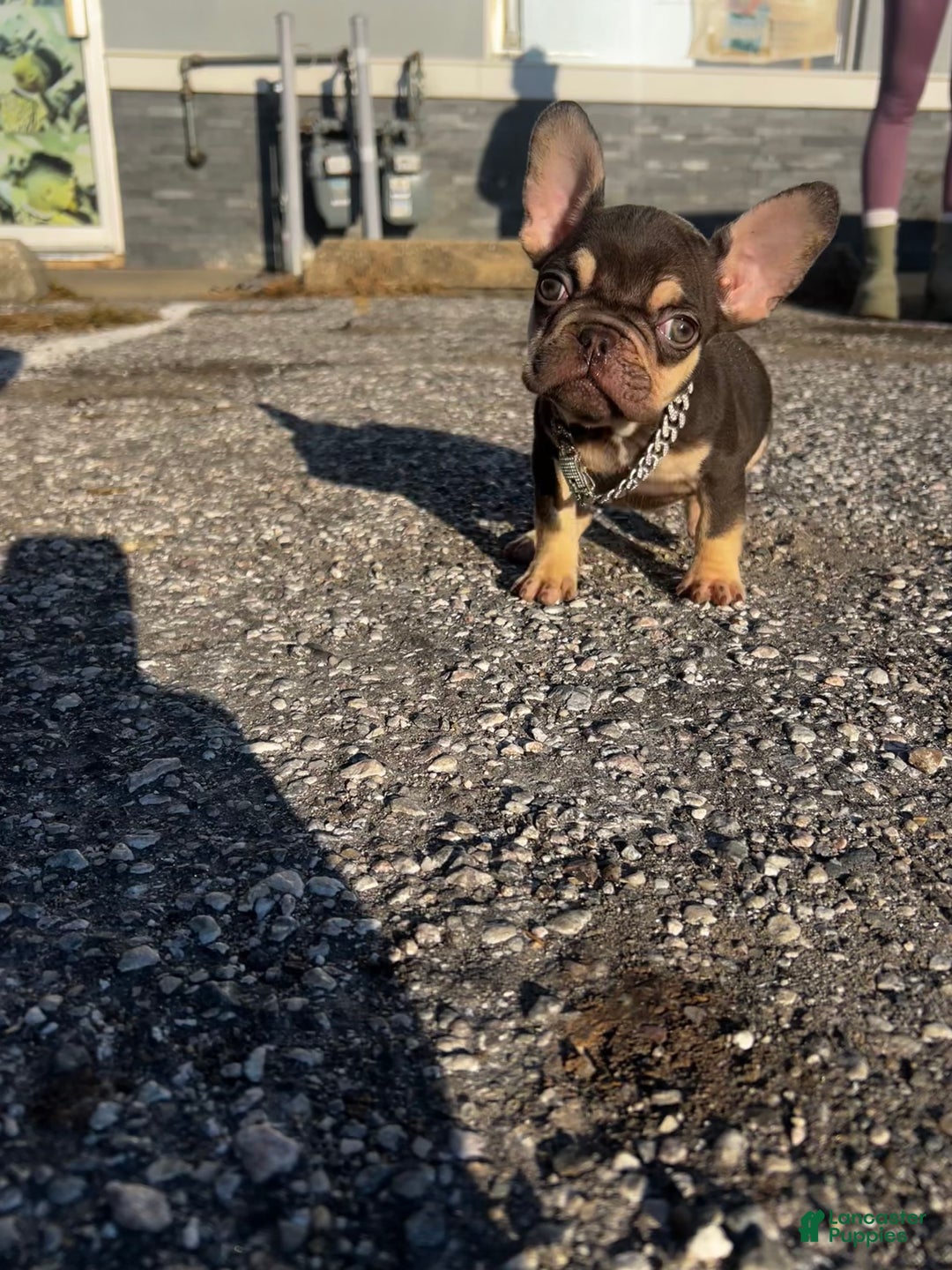 French Bulldog dogs for sale: Teacup Penny - Ad 2