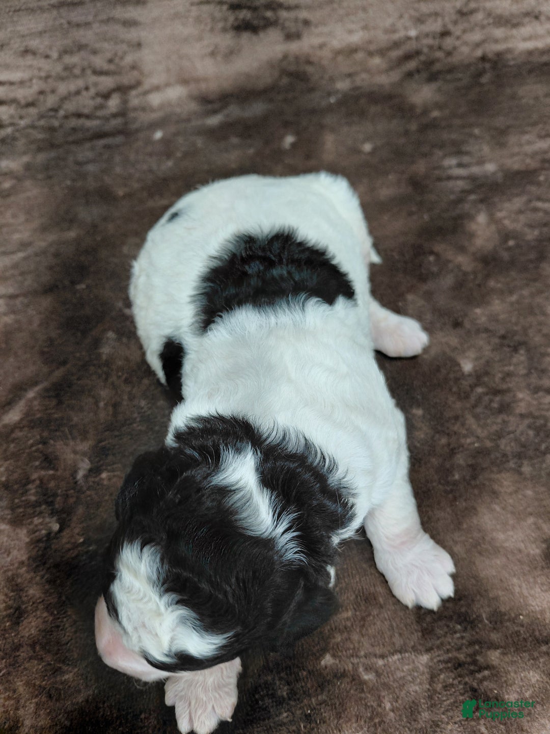 Bernedoodle dogs for sale: Baxter - Ad 3