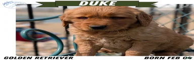 Duke