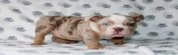 English Bulldog dogs for sale: Mega  - Ad 1