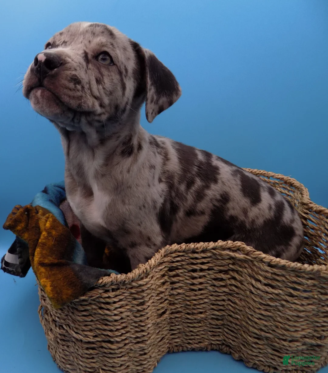 Mixed Breed dogs for sale: Merle - Ad 3