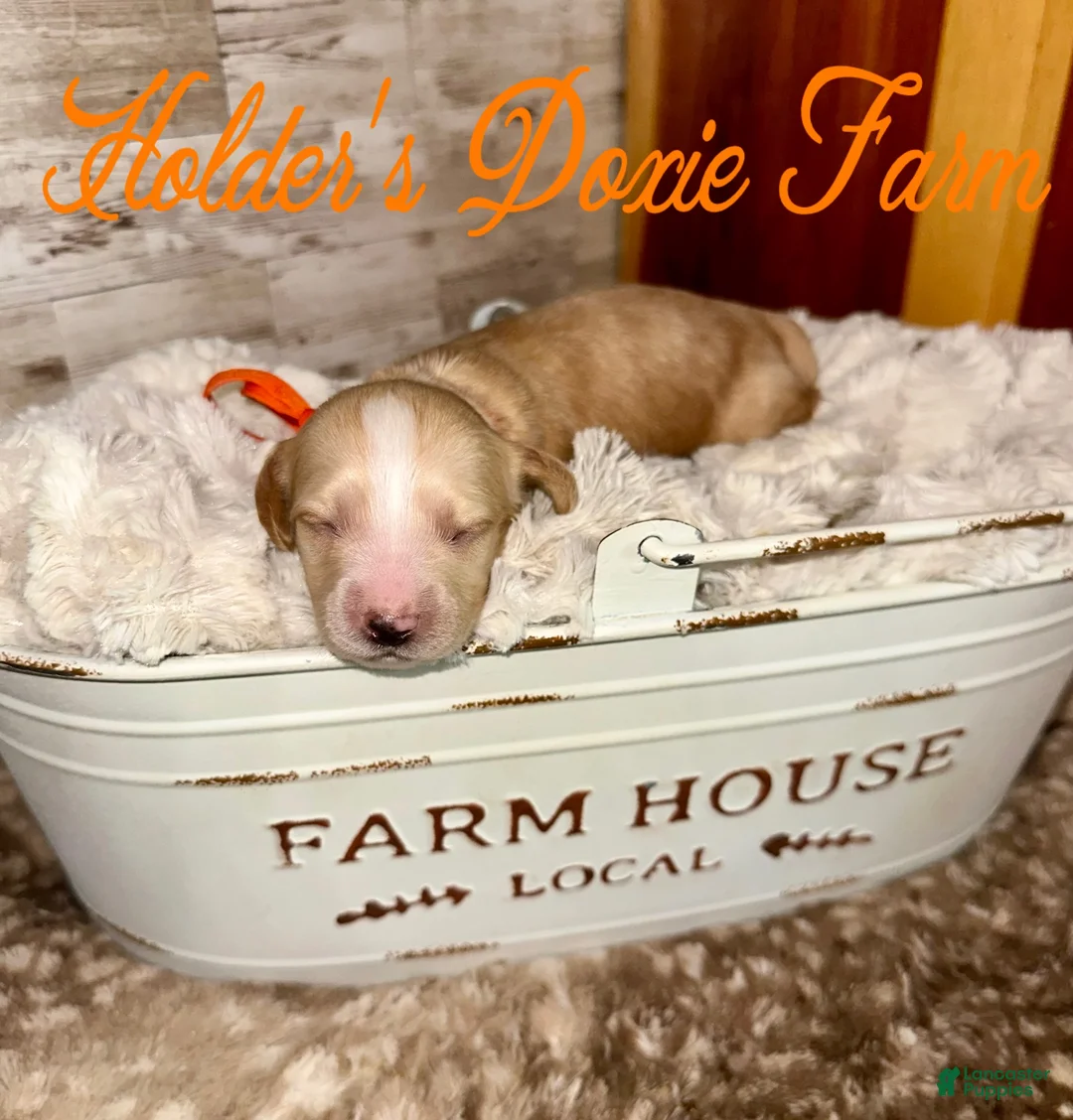 Miniature Dachshund dogs for sale: Happy - Ad 2