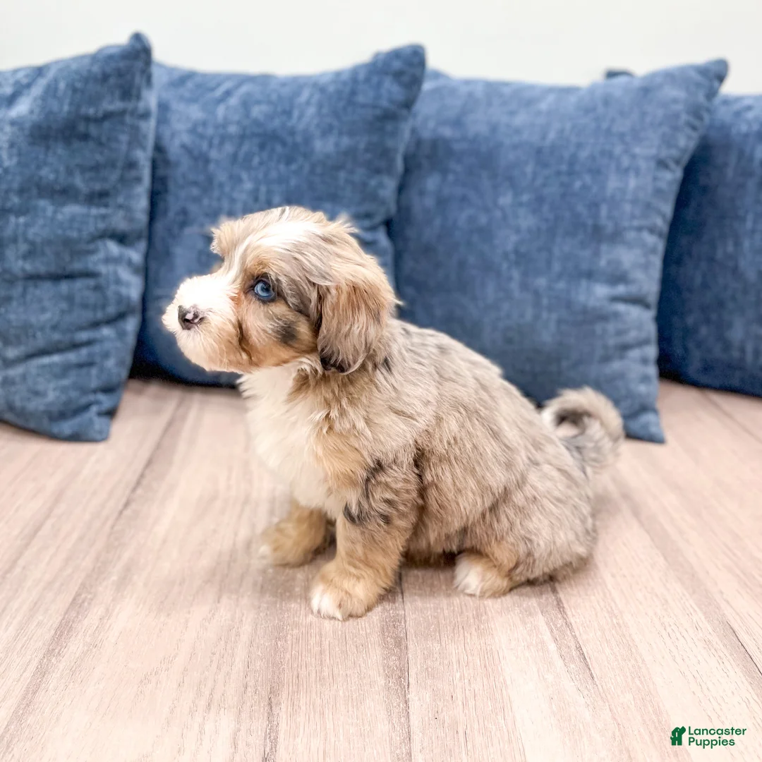 Mini Bernedoodle dogs for sale: Jewel - Ad 3