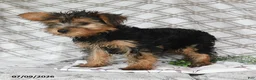 Yorkshire Terrier dogs for sale: Victor - Ad 4