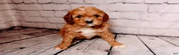 Cavalier King Charles Spaniel dogs for sale: Heidi - Ad 1