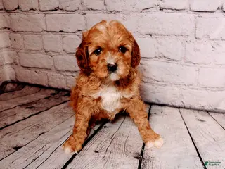 Cavalier King Charles Spaniel dogs Heidi - Ad 39