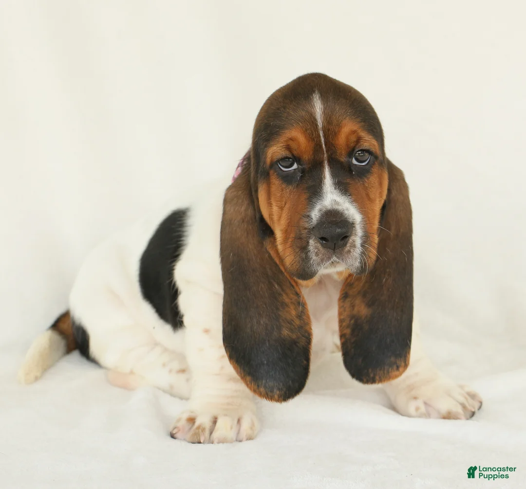 Basset Hound dogs for sale: Allie - Ad 2