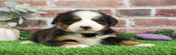 Bernese Mountain Dog dogs for sale: Mistletoe - Ad 3