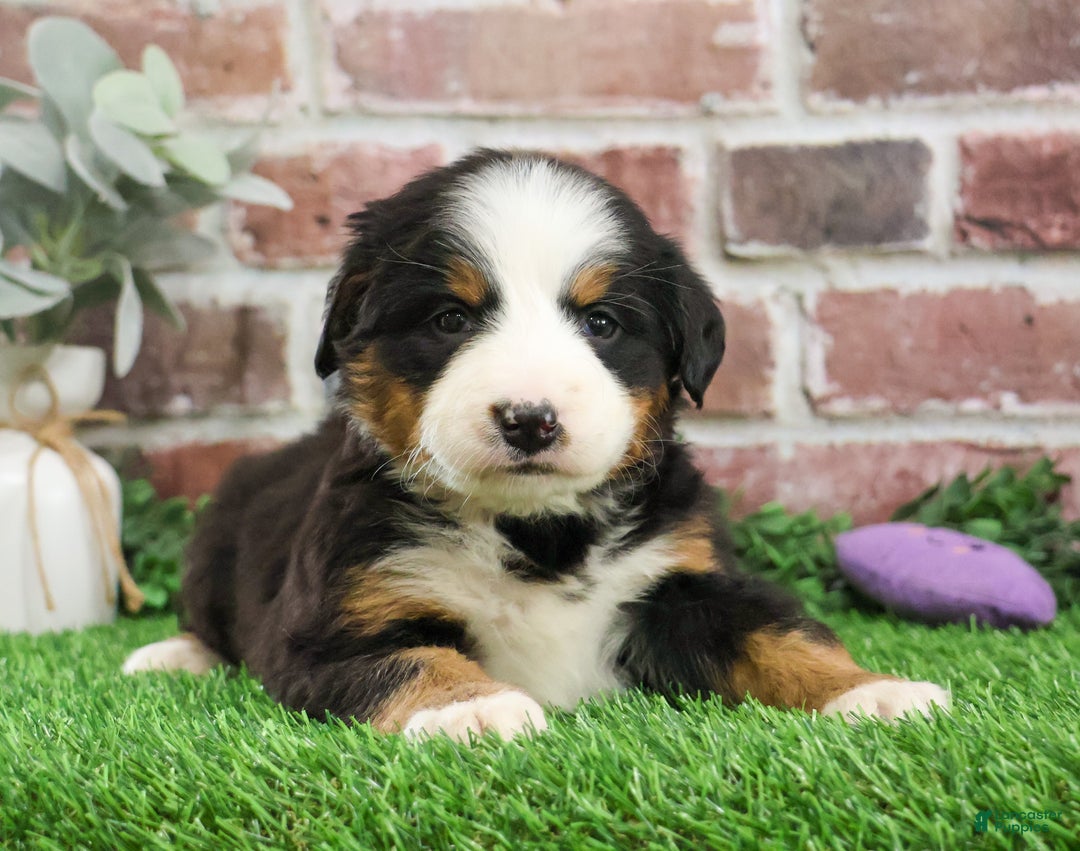 Bernese Mountain Dog dogs for sale: Mistletoe - Ad 3