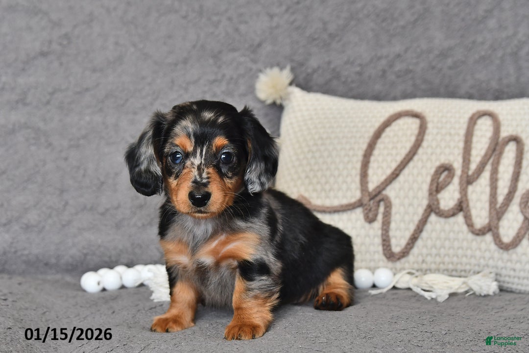 Miniature Dachshund dogs for sale: Lily - Ad 1