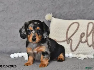 Miniature Dachshund dogs Lily - Ad 41