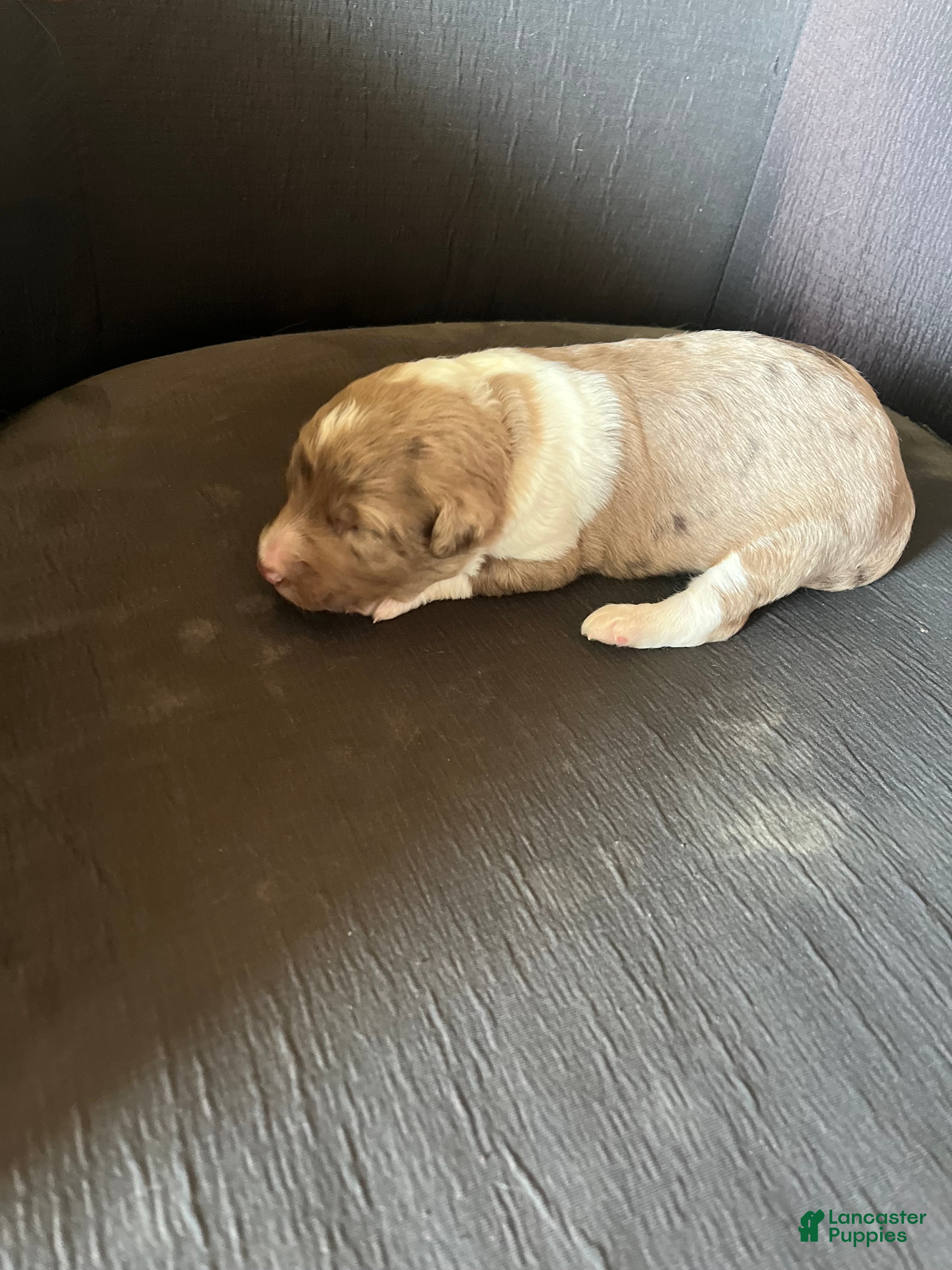 Aussiedoodle dogs Aussiedoodle Puppy 3 - Ad 2