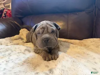 Shar Pei dogs Valentine - Ad 2