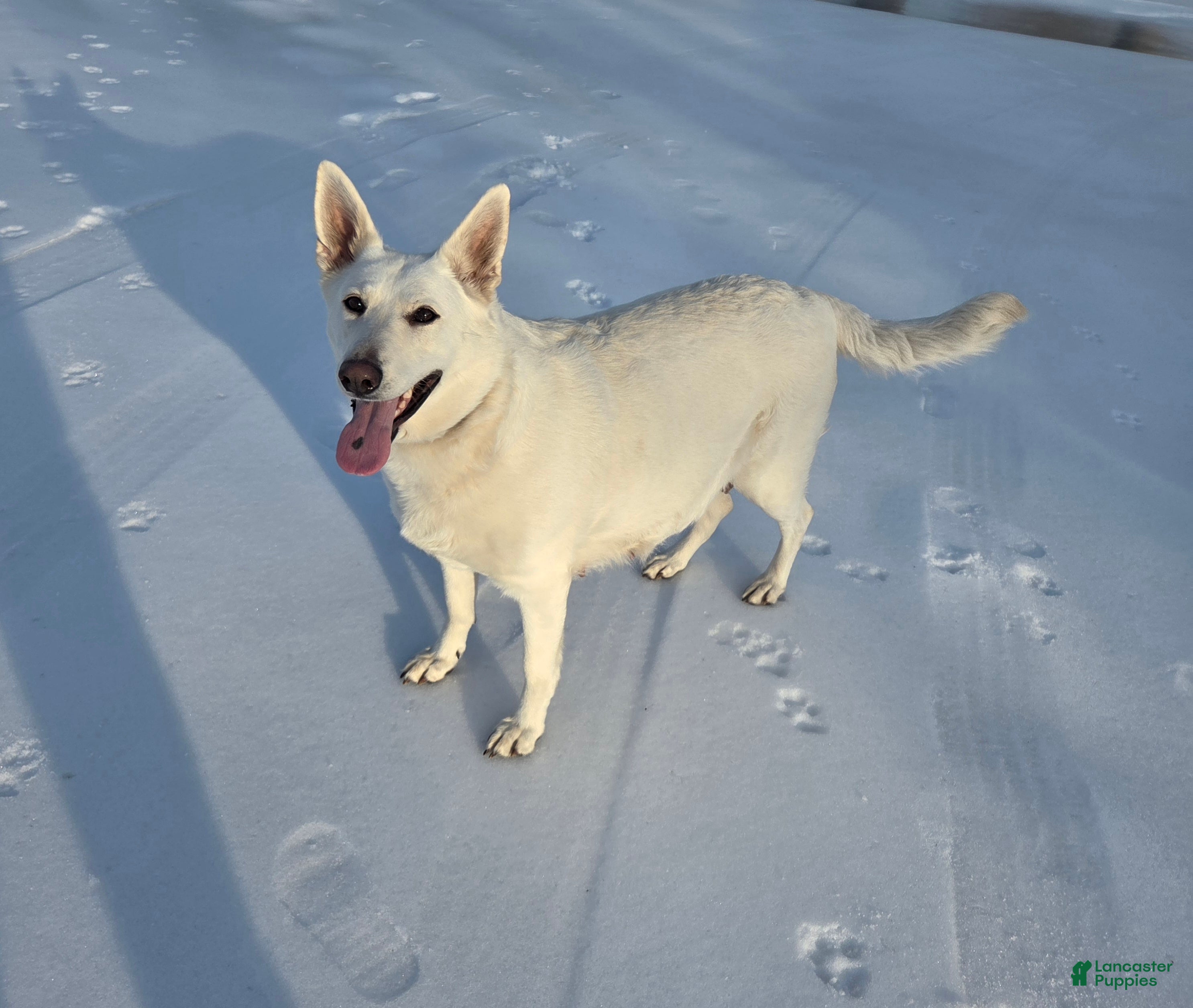 German Shepherd dogs Hans - Ad 2